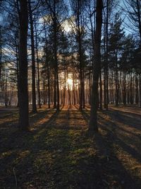 Trees in forest