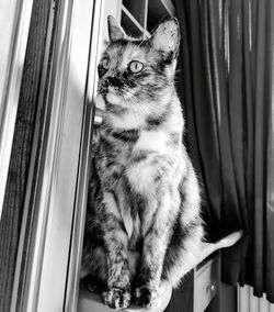 Cat looking away while sitting on window