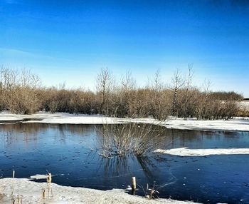 Bare trees on snow covered landscape