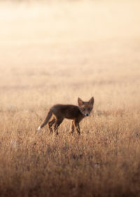 Portrait of a young fox on field