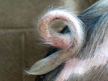 Close-up of pig tail indoors