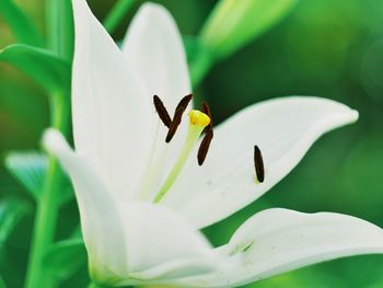 Close-up of insect on white flower