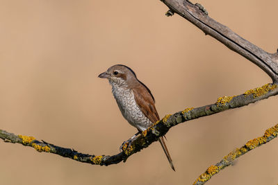 Low angle view of bird perching on branch