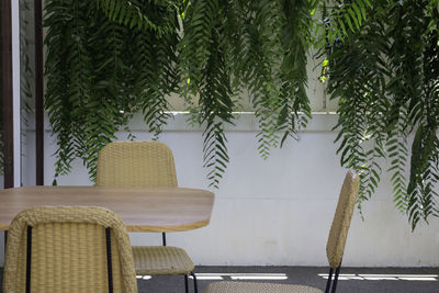 Empty chairs and palm trees against building