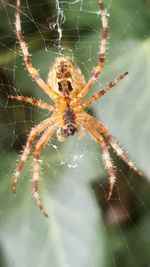 Close-up of spider on web