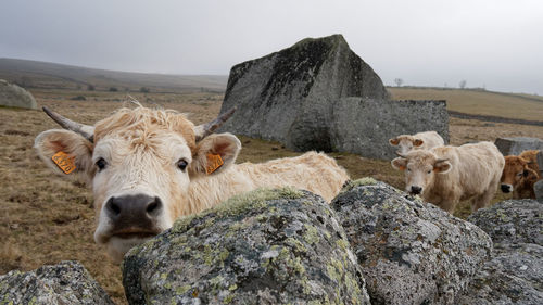 Portrait of cow on rock