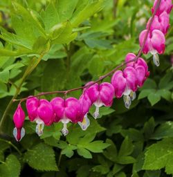 Close-up of pink flower