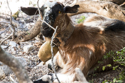 Sardinian goat reared in the wild