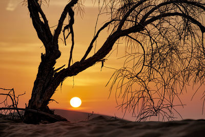 Silhouette bare tree on beach against sky during sunset