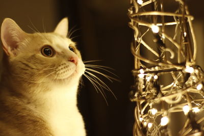 Close-up of a cat looking away