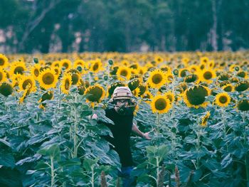 Yellow flowers growing in field