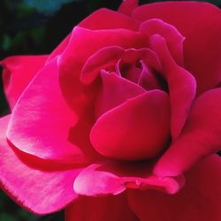 Close-up of pink rose