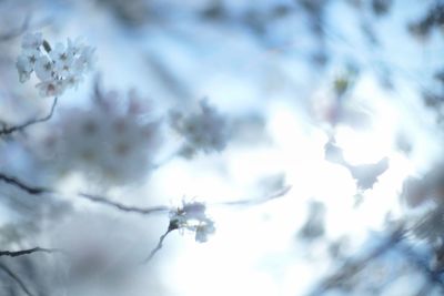 Low angle view of a cherry blossom