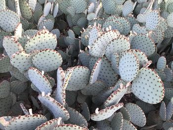 High angle view of prickly pear cactus