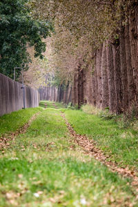 View of trees on grass