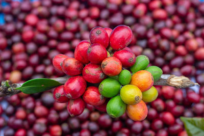 Close-up of cherries growing on plant