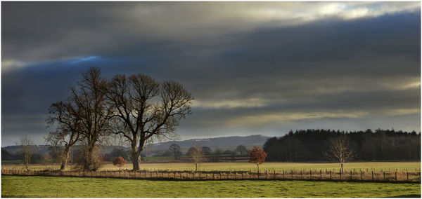 Bare trees on field against sky
