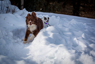 Dogs running and playing in the snow