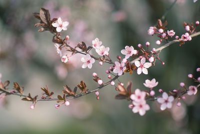 Close-up of pink cherry blossoms in spring