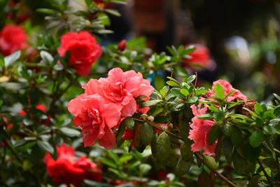 Close-up of pink flowers