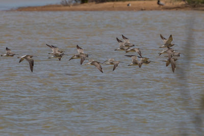 Birds flying over lake
