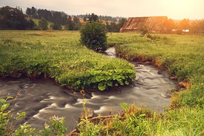 Stream amidst grassy field