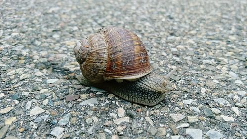 Close-up of snail