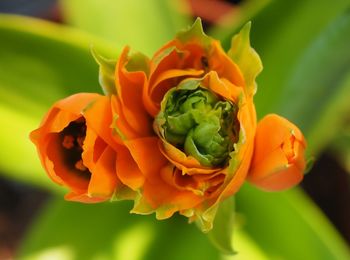 Close-up of yellow flower