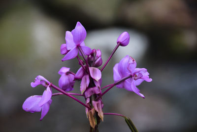 Close-up of pink flowering plant