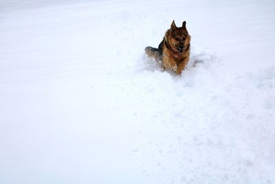Dog in snow on field during winter
