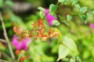 Close-up of pink flowering plant