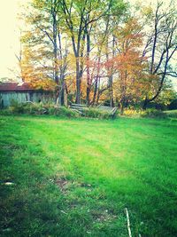 Trees on grassy field