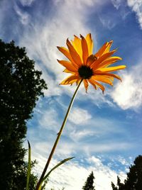 Low angle view of yellow flowers blooming against clear sky