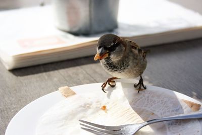 Close-up of bird eating food