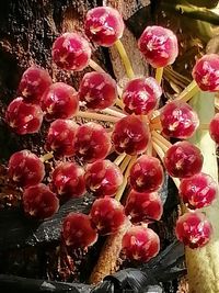 High angle view of pink fruits