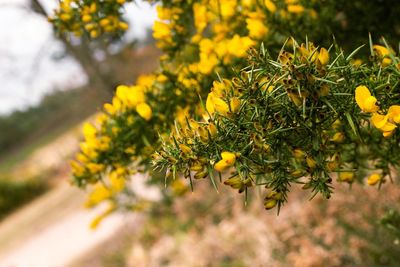 Close-up of yellow flowering plant