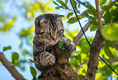 Low angle view of a cat