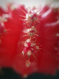 Close-up of red flowering plant