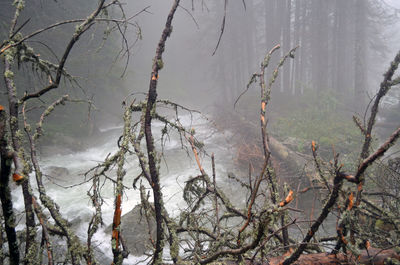 Bare trees in water