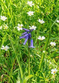 Close-up of fresh purple flowering plants on field