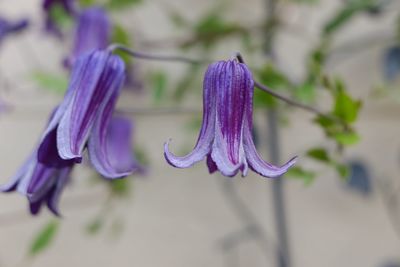 Close-up of purple flowers