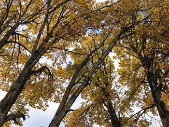 Low angle view of trees in autumn