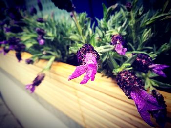 Close-up of purple flowers