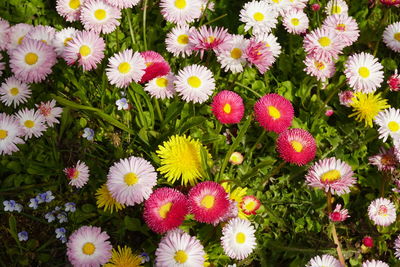 High angle view of pink flowering plants