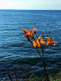 Close-up of flowers against sea