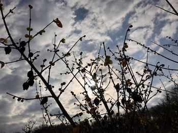 Low angle view of flowers against sky