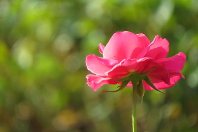 Close-up of pink flower blooming outdoors