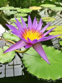 Close-up of lotus water lily in pond