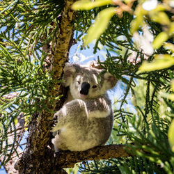 Low angle view of koala sitting on tree in magnetic island