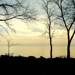 Silhouette of trees at sunset